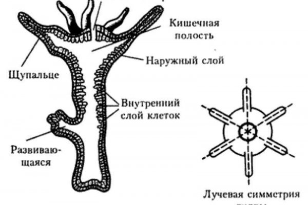 Kraken вход 100